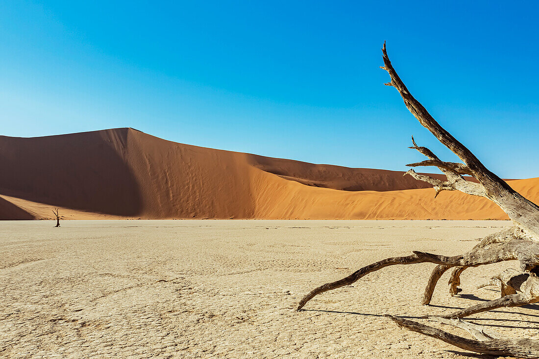 Deadvlei, eine weiße Lehmpfanne, umgeben von den höchsten Sanddünen der Welt, Namib-Wüste; Namibia.