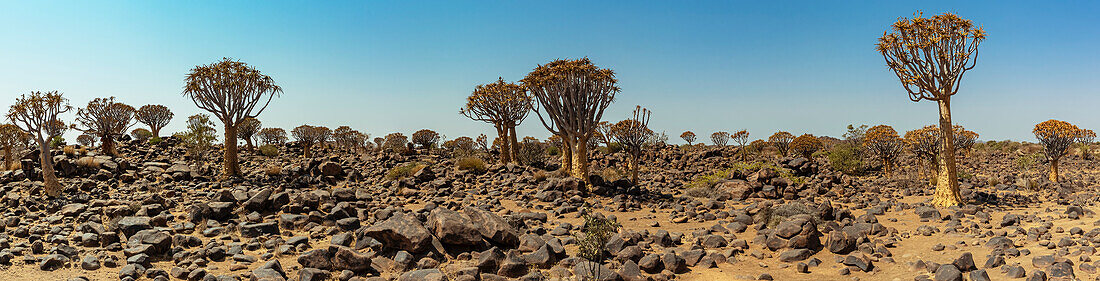 Köcherbäume (Aloidendron dichotomum) im Köcherbaumwald auf der Gariganus-Farm bei Keetmanshoop; Namibia