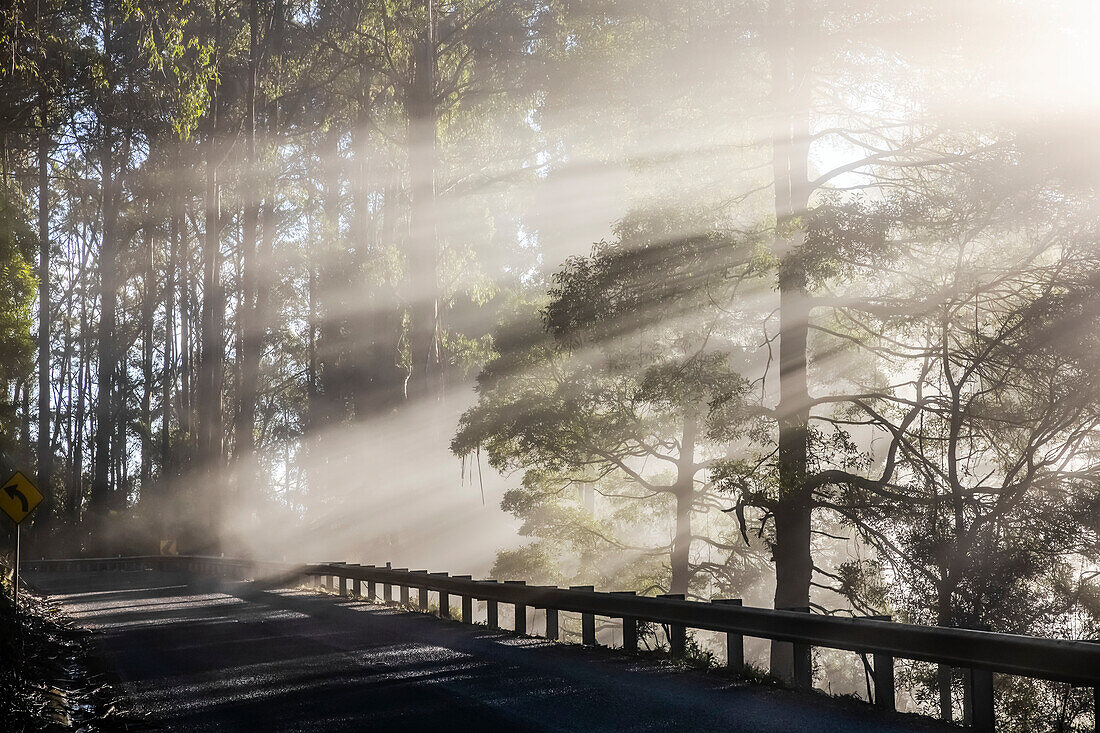 Sun rays breaking through fog onto a gravel road with guardrail; Fernshaw,Victoria, Australia