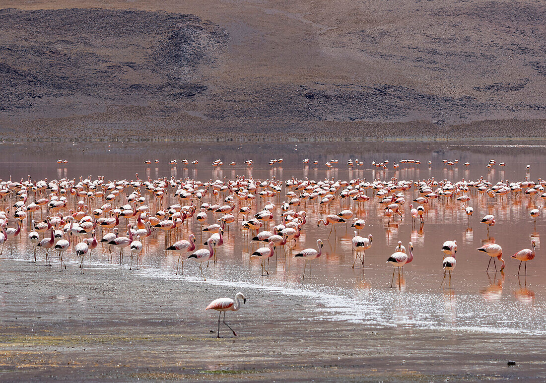 Flamingos on Laguna Colorada, Eduardo Avaroa National Park; Potosi Department, Bolivia