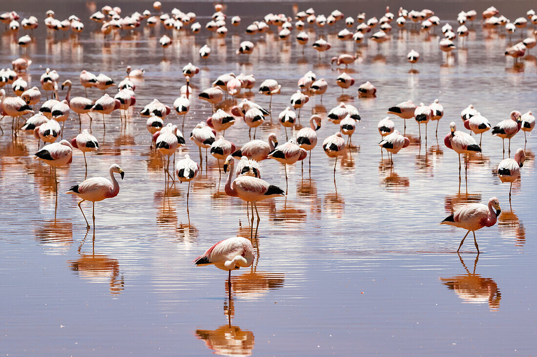 Flamingos an der Laguna Colorada, Eduardo-Avaroa-Nationalpark; Departement Potosi, Bolivien.