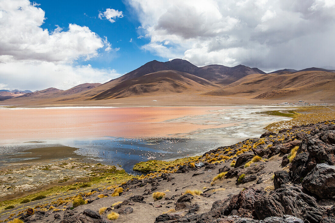 Flamingos on Laguna Colorada, Eduardo Avaroa National Park; Potosi Department, Bolivia