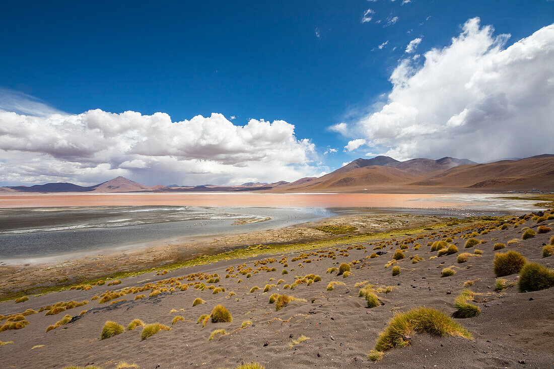 Flamingos an der Laguna Colorada, Eduardo-Avaroa-Nationalpark; Departement Potosi, Bolivien.