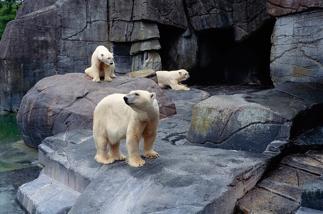 Eisbären im Kopenhagener Zoo Dänemark