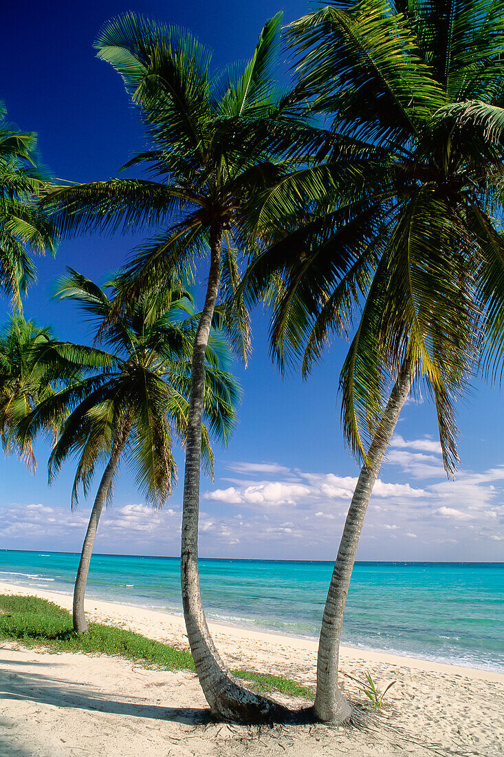 Palmen bei Sonnenuntergang, Emerald Palms Resort, Süd-Andros, Die Bahamas
