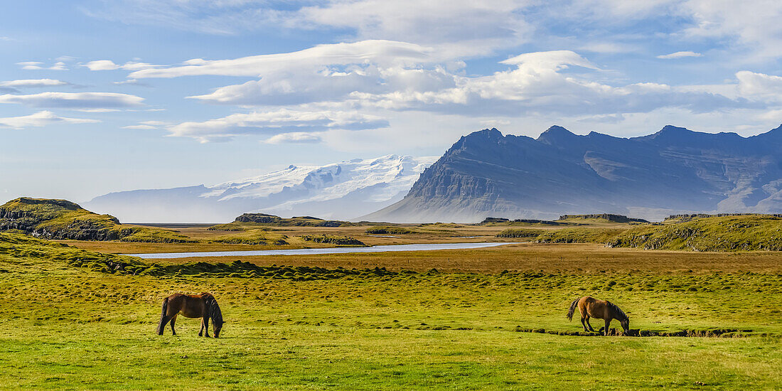 Pferde (Equus Caballus) grasen auf einer Wiese mit den majestätischen Bergen im Hintergrund, Ostisland; Hornafjorour, Ostregion, Island