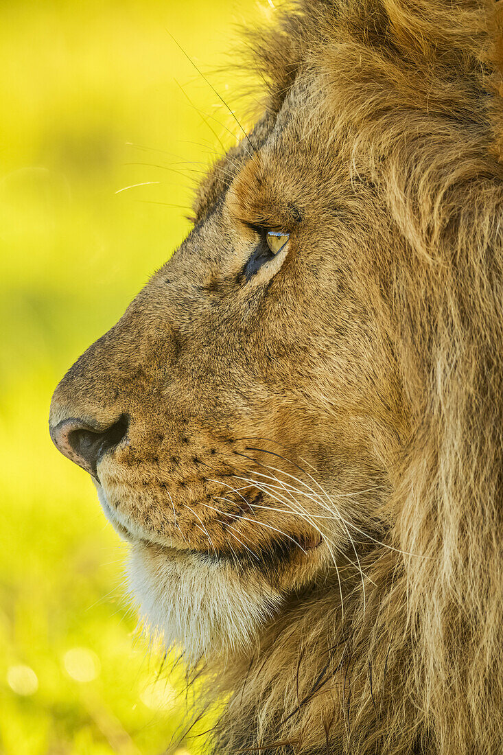 Close-up portrait of the profile of a male lion's face (Panthera leo); Tanzania
