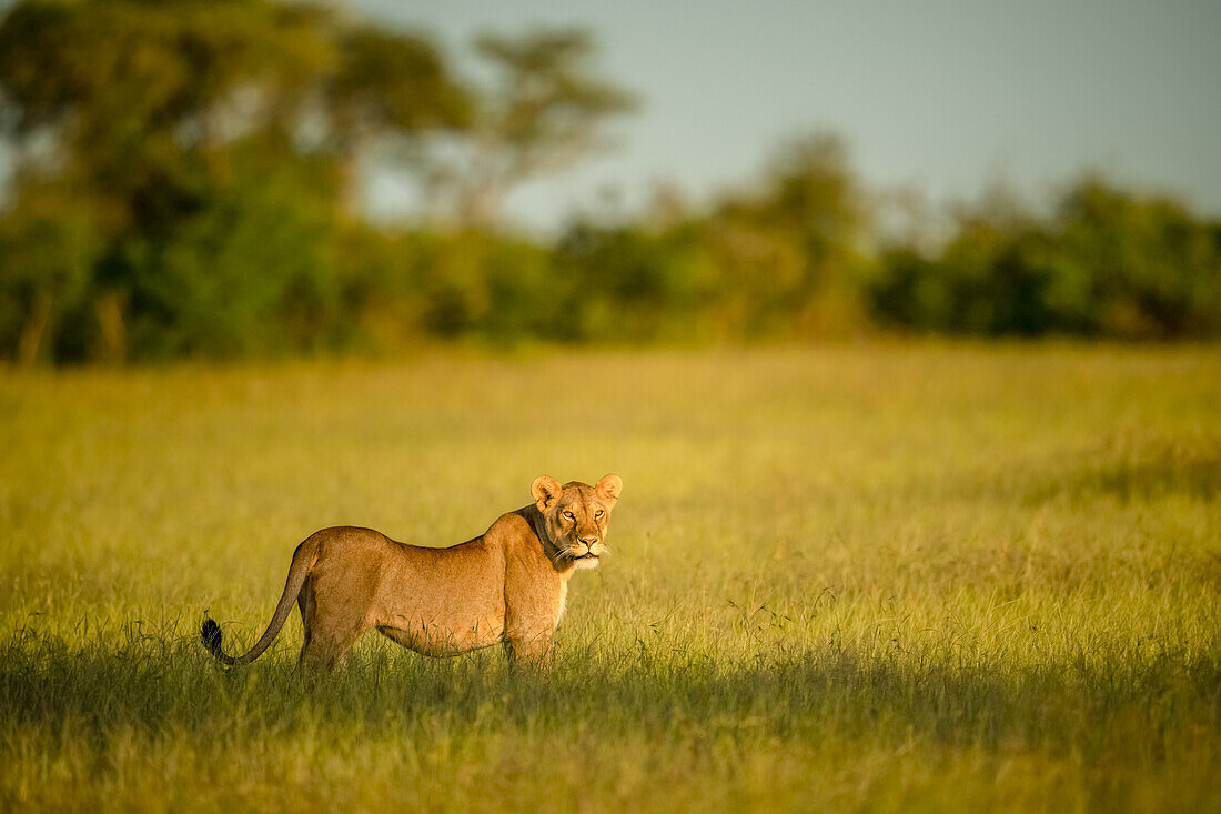 Löwin (Panthera leo) stehend im langen Gras in der Savanne mit dem Kopf in die Ferne blickend; Tansania.