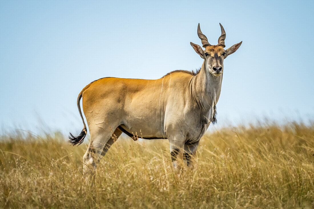 Porträt eines männlichen Elenantilopen (Taurotragus oryx), der im hohen Gras in der Savanne steht; Tansania.