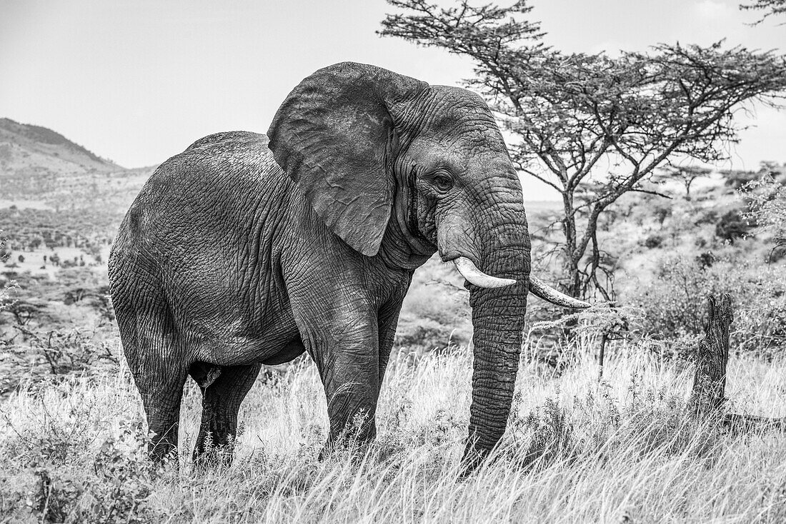 Schwarz-Weiß-Aufnahme eines afrikanischen Buschelefanten (Loxodonta africana) beim Spaziergang in der Savanne; Tansania.