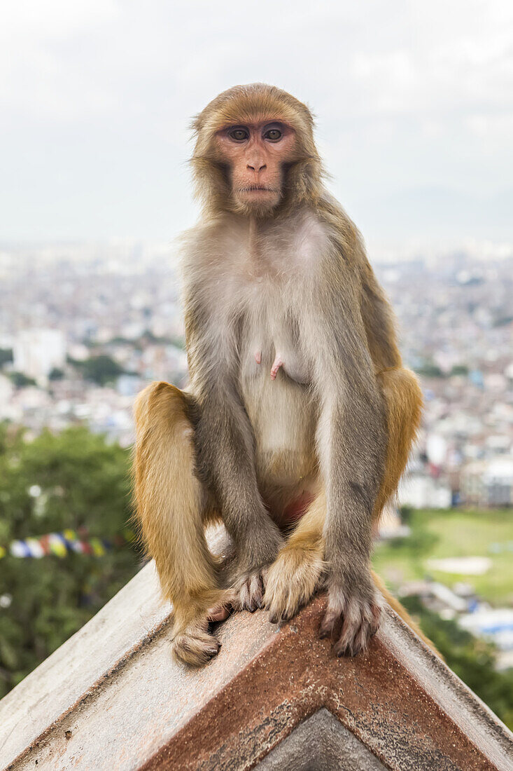 A female macaque monkey sits on top of a roof, at the Swayambhunath Monkey Temple, with prayer flags and the city of Kathmandu in the background on a cloudy day in Nepal; Kathmandu Valley, Nepal