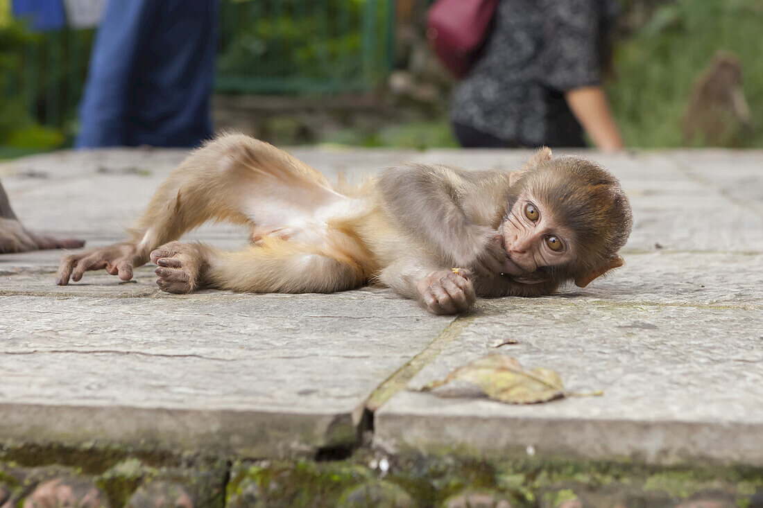 Baby macaque monkey lying down on a ledge, nibbles on a piece of fruit, on a sunny autumn day, with tourists and Buddhist prayer flags in the background at the Swayambhunath Monkey Temple, Kathmandu, Nepal