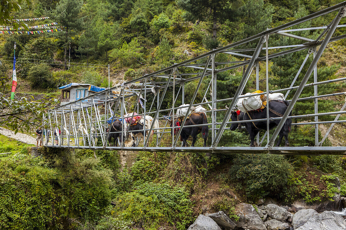 Dzo (Bos grunniens ? Bos primigenius) oder Yaks (Bos grunniens) beim Überqueren eines hängenden Stegs mit einer schweren Last; Nepal