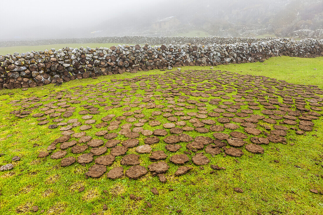 Round, dried mud pieces lying on lush grass beside a stone fence lightly covered in snow; Nepal