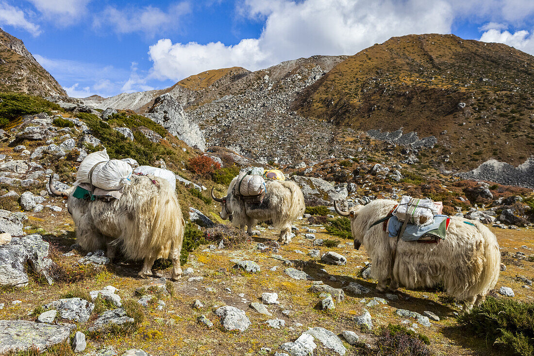 Yaks (Bos grunniens), die an einem sonnigen Herbsttag im Himalaya-Gebirge, Sagarmatha-Nationalpark, Nepal, Waren auf dem Gokyo-Trek in Richtung des Dorfes Gokyo transportieren.