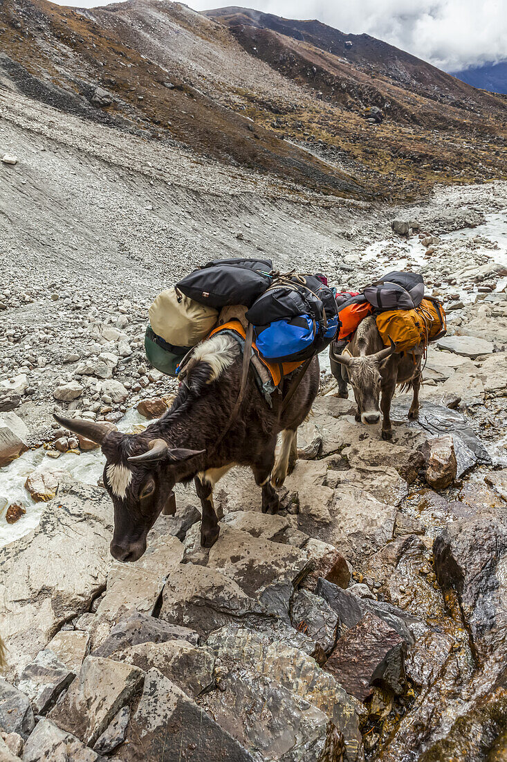 Yak (Bos grunniens) oder Dzo packen die Rucksäcke der Touristen und andere Waren auf dem Gokyo-Trek-Pfad entlang des rauschenden Dudh Koshi-Flusses, an einem sonnigen Herbsttag im Solokhumbu-Distrikt, Sagarmatha-Nationalpark, Nepal; Nepal.