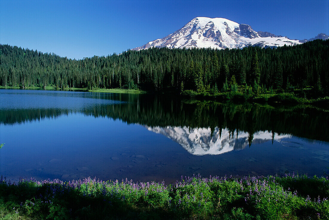 Mt. Rainier Mt. Rainier National Park Washington, USA