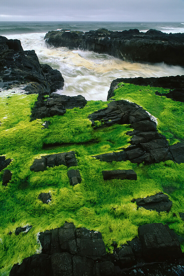 Seegras auf Felsen bei Ebbe, Cape Perpetua, Oregon Coast, Oregon, USA