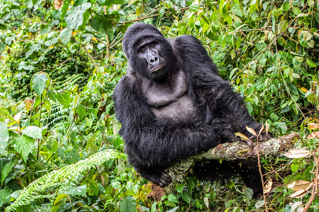 Männlicher Silberrücken-Berggorilla (Gorilla beringei beringei) namens Kahungye im Bwindi Impenetrable National Park; Buhoma, Uganda.