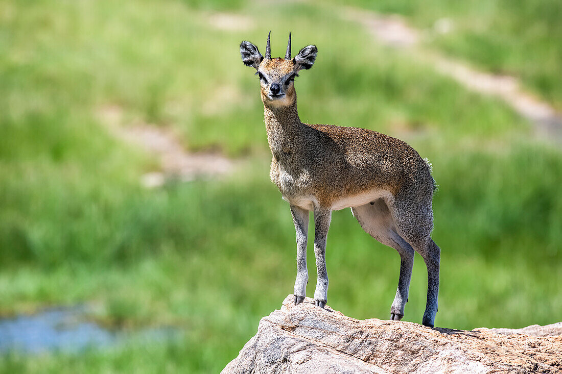 Klippspringer-Antilope (Oreotragus oreotragus), die charakteristischerweise auf den Hufspitzen auf einem Felsvorsprung im Lake Manyara National Park läuft; Tansania.
