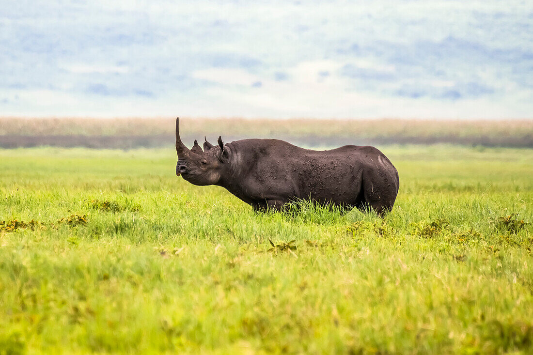 Black Rhinoceros (Diceros bicornis) on the crater floor in the Ngorongoro Conservation Area; Tanzania