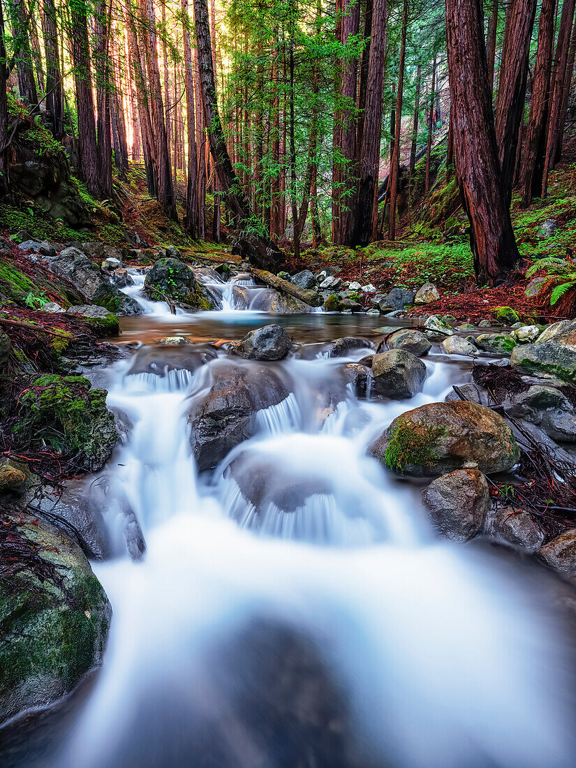 Licht, das durch die Redwoods entlang der Big-Sur-Küste von Kalifornien fällt; Kalifornien, Vereinigte Staaten von Amerika.