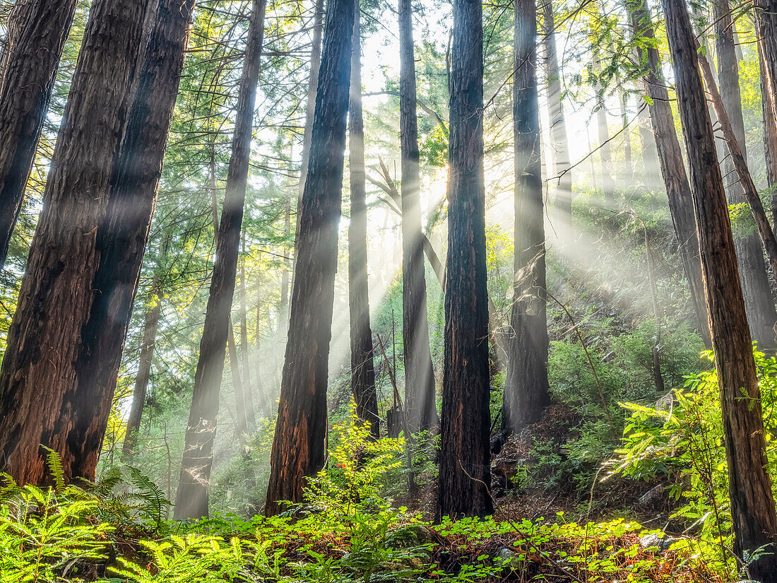 Light filtering down through the Redwoods along the Big Sur coastline of California; California, United States of America