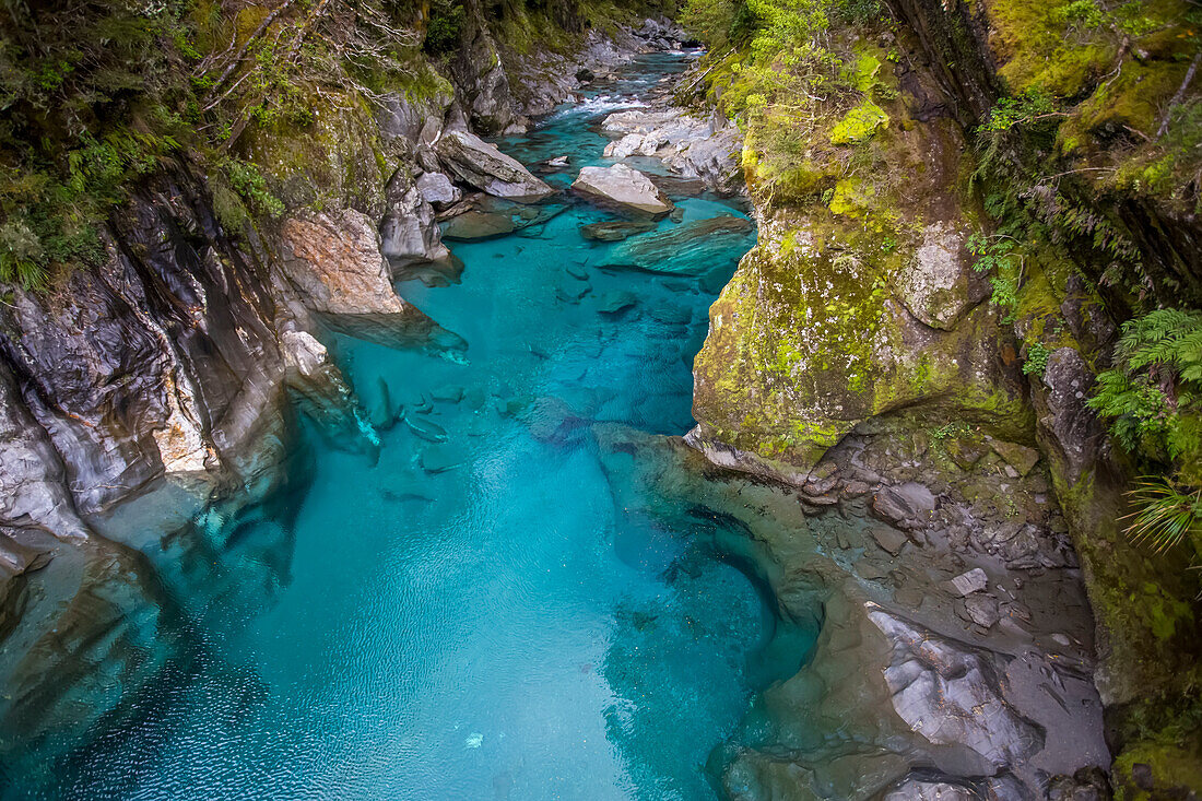 The Blue Pools of Makarora offer enticing blue waters to swim in, South Island, Mount Aspiring National Park; Makarora, New Zealand