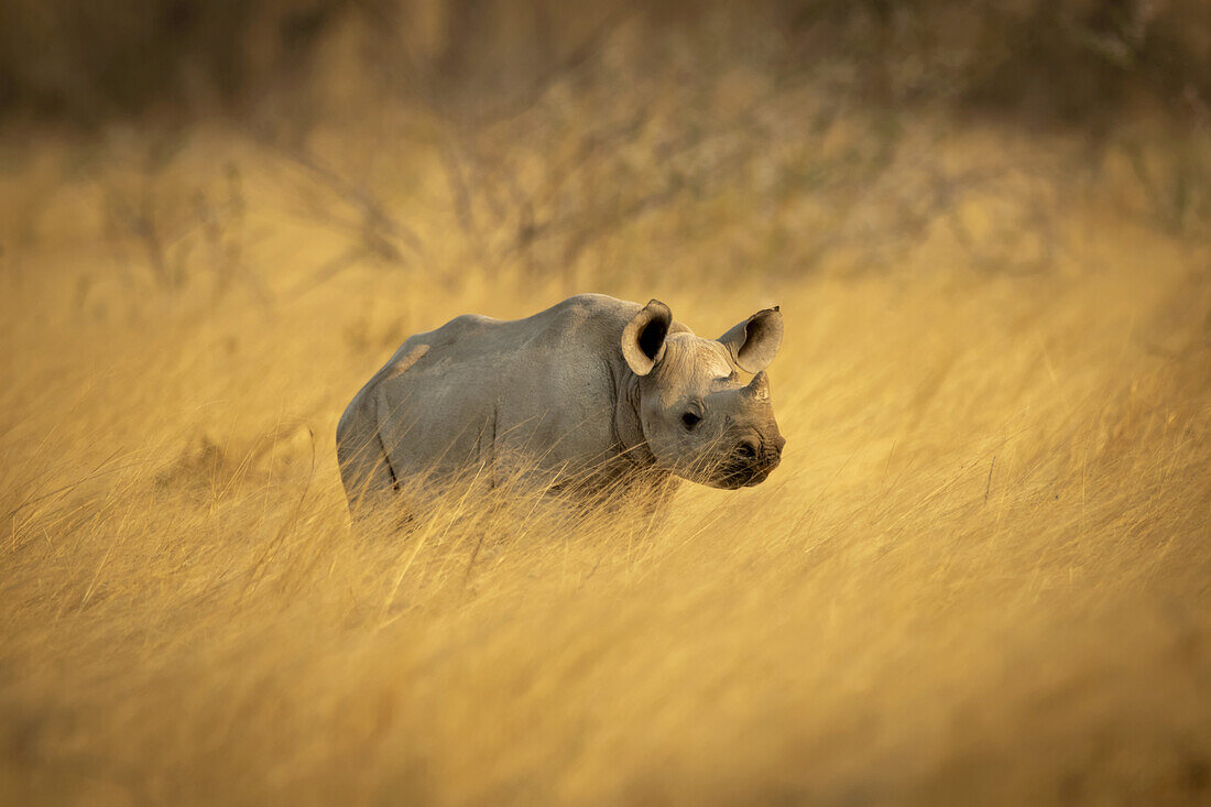Black rhinoceros calf (Diceros bicornis) standing in a field of golden long grass on the savanna in Etosh National Park; Otavi, Oshikoto, Namibia