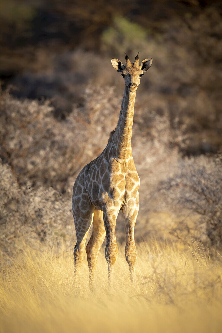 Junge Südliche Giraffe (Giraffa camelopardalis angolensis) schaut in die Kamera und steht im goldenen langen Gras in einem Feld in der Savanne auf der Gabus Game Ranch; Otavi, Otjozondjupa, Namibia.