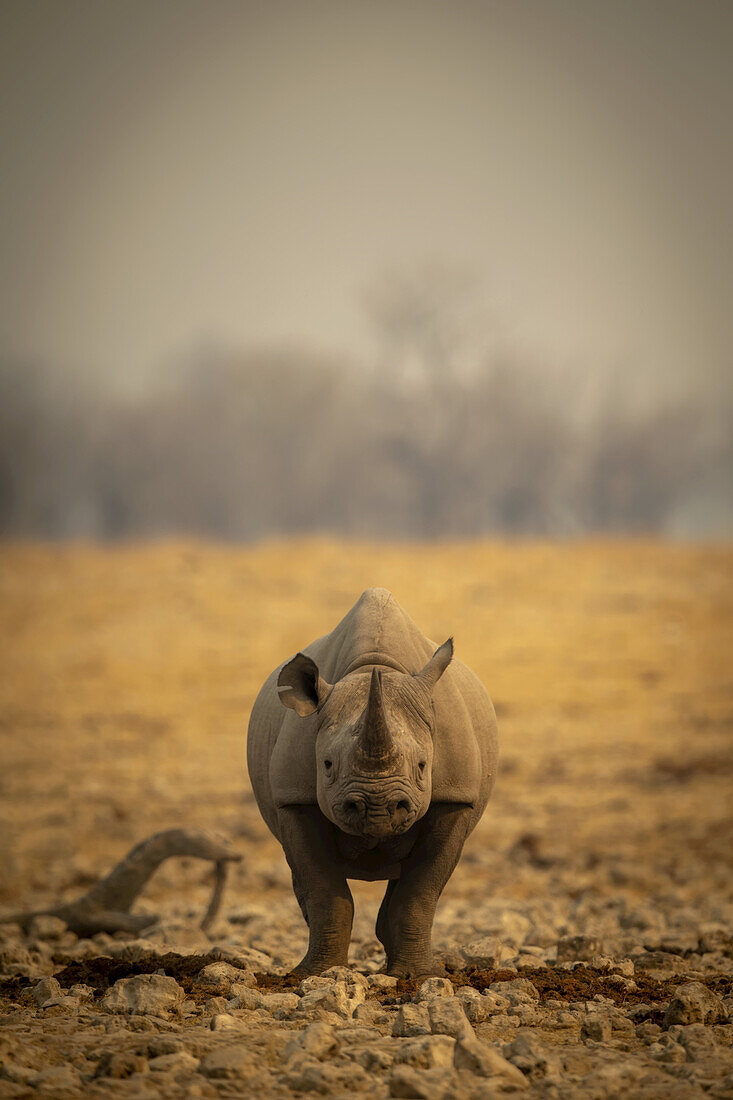 Portrait of a black rhinoceros (Diceros bicornis) looking at camera and standing on a rocky flat in the haze in Etosh National Park; Otavi, Oshikoto, Namibia