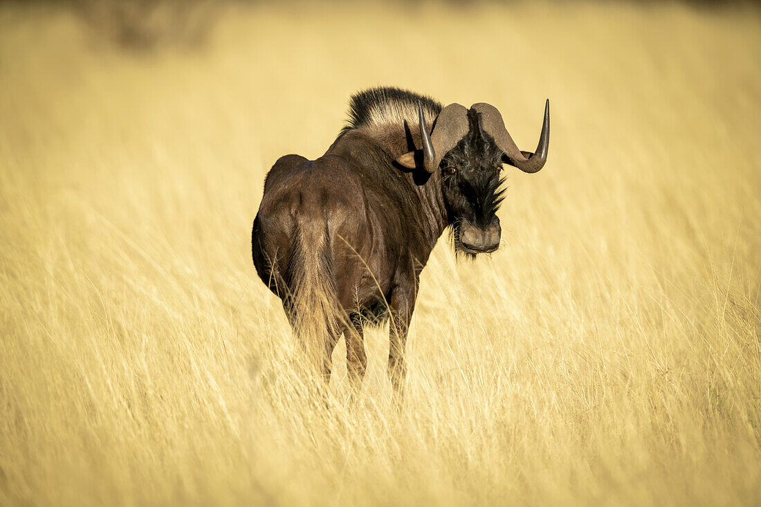 Black wildebeest (Connochaetes gnou) standing in the golden long grass of the savanna looking back over shoulder at the camera at the Gabus Game Ranch; Otavi, Otjozondjupa, Namibia