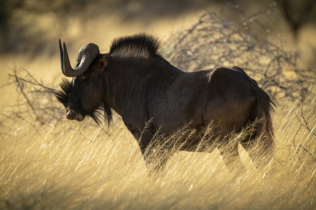 Profil eines schwarzen Gnus (Connochaetes gnou), das im goldenen langen Gras der Savanne auf der Gabus Game Ranch steht; Otavi, Otjozondjupa, Namibia.