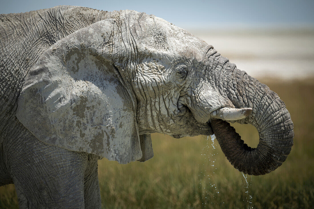 Nahaufnahme eines afrikanischen Buschelefanten (Loxodonta africana), der aus einem grasbewachsenen Wasserloch trinkt und dabei seinen Rüssel in den Mund nimmt, in der Savanne des Etoscha-Nationalparks; Otavi, Oshikoto, Namibia.