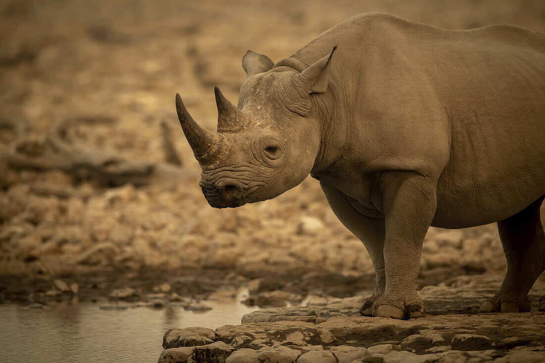 Close-up of black rhinoceros (Diceros bicornis) standing beside a rocky waterhole eyeing the camera in the Etosh National Park; Otavi, Oshikoto, Namibia