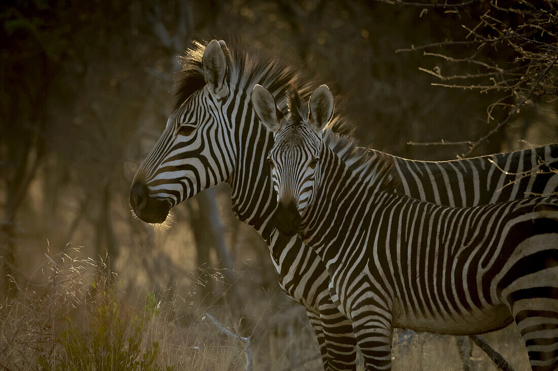 Adult Hartmann's mountain zebra (Equus zebra hartmannae) standing in the shade looking forward while foal is looking at the camera at the Gabus Game Ranch at sunrise; Otavi, Otjozondjupa, Namibia