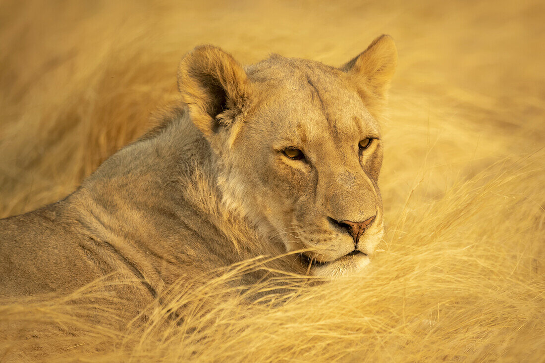 Nahaufnahme einer Löwin (Panthera leo), die im goldenen langen Gras in der Savanne des Etosha-Nationalparks liegt; Otavi, Oshikoto, Namibia.