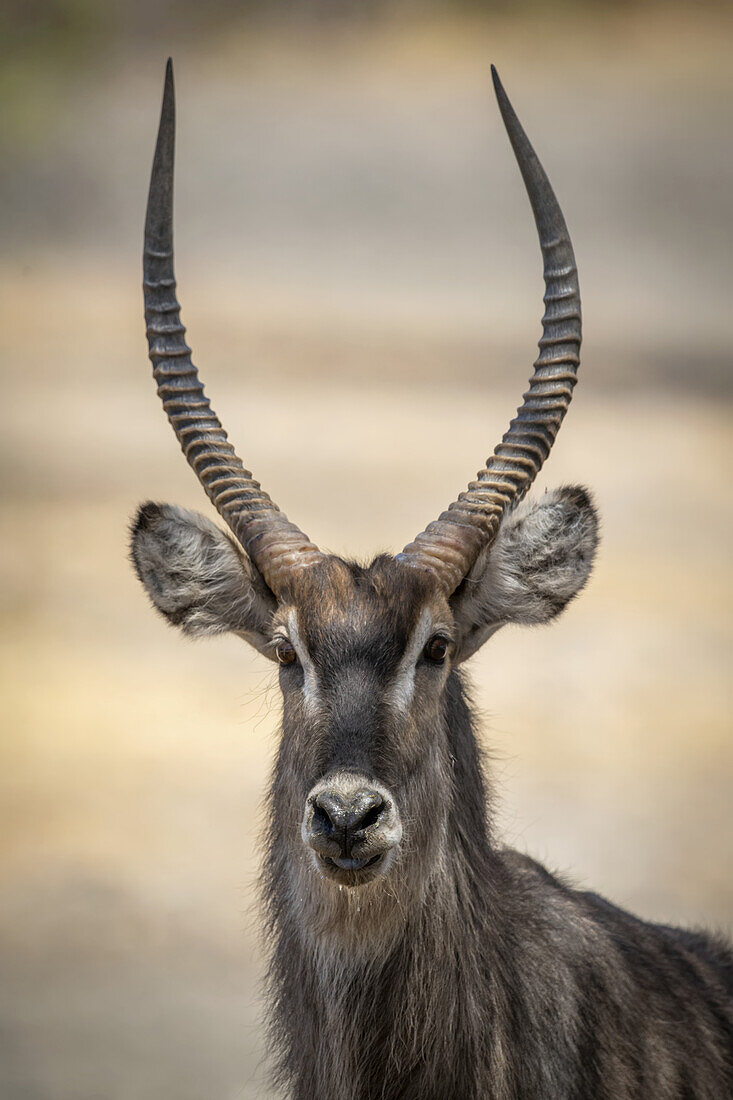 Close-up portrait of a male common waterbuck (Kobus ellipsiprymnus) looking at the camera at the Gabus Game Ranch; Otavi, Otjozondjupa, Namibia