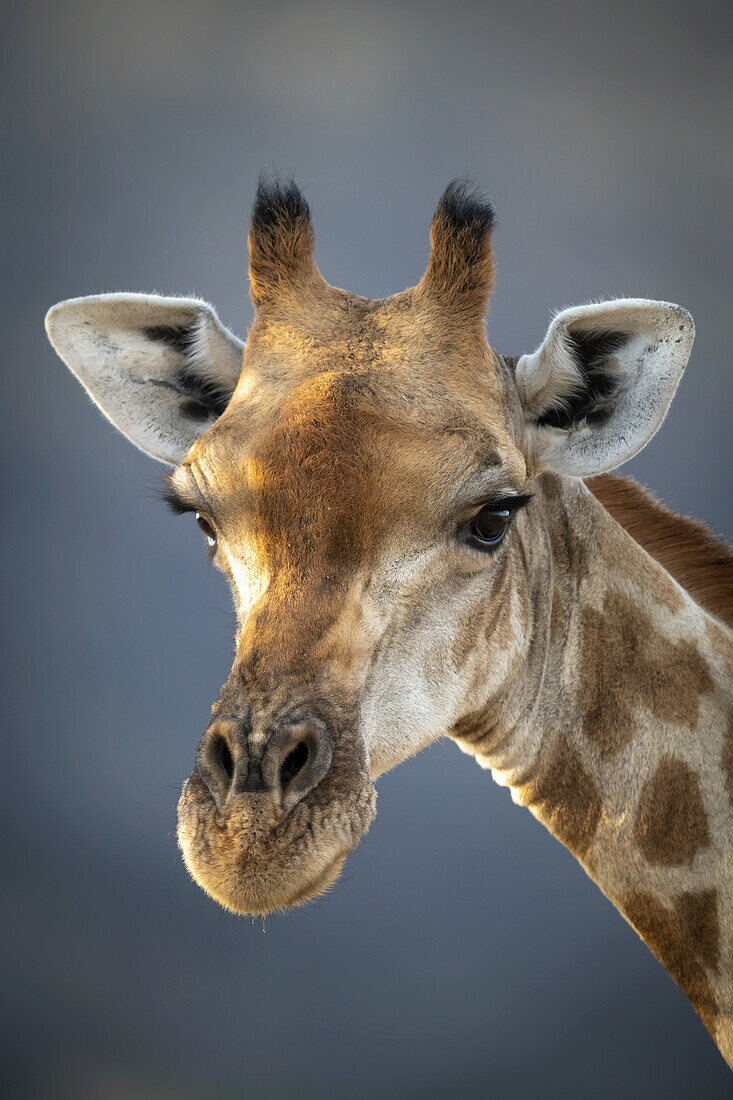 Nahaufnahme einer Südlichen Giraffe (Giraffa camelopardalis angolensis) vor einem grauen Himmel, die in die Kamera starrt, auf der Gabus Game Ranch; Otavi, Otjozondjupa, Namibia.