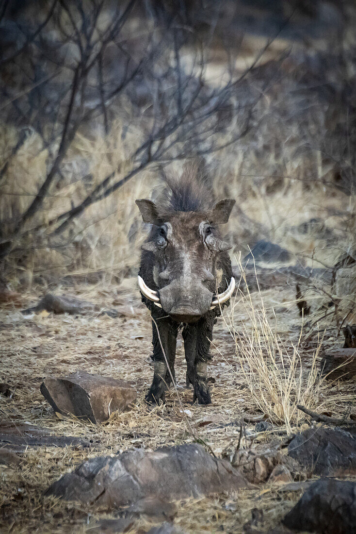Porträt eines Gewöhnlichen Warzenschweins (Phacochoerus africanus), das im Busch zwischen Felsen steht und in die Kamera schaut, auf der Gabus Game Ranch; Otavi, Otjozondjupa, Namibia.
