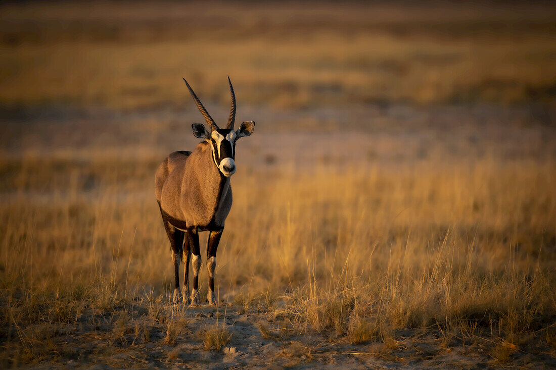 Portrait of a gemsbok (Oryx gazella) standing on a grassy plain on the savanna and looking at the camera at the Etosha National Park; Otavi, Oshikoto, Namibia