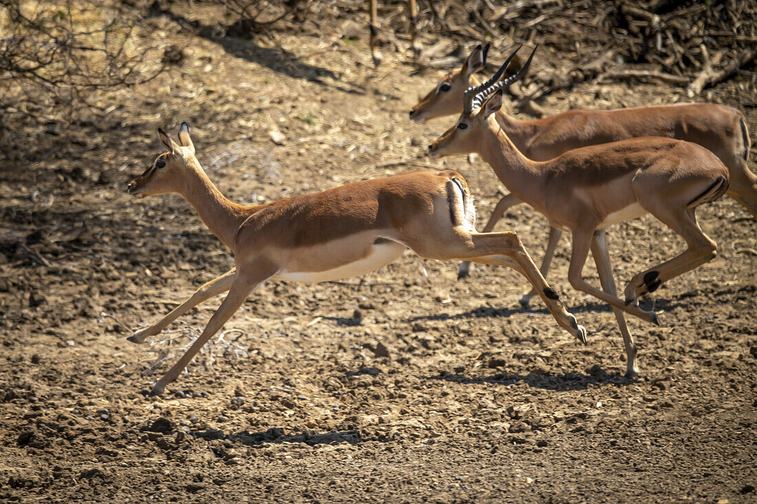 Männliche und weibliche Impalas (Aepyceros melampus) galoppieren in der Savanne auf der Gabus Game Ranch vorbei; Otavi, Otjozondjupa, Namibia.