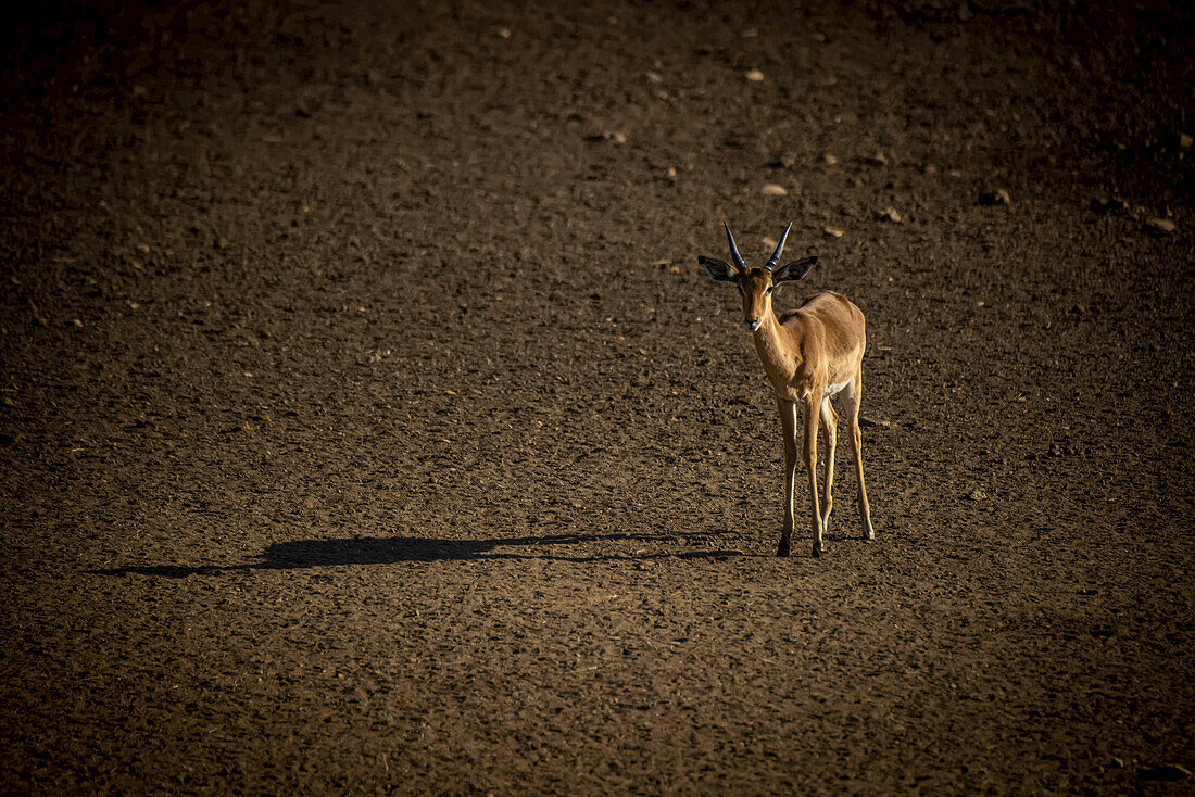 Porträt eines männlichen Impalas (Aepyceros melampus) im Sonnenlicht, der auf der Ebene der Gabus Game Ranch steht und einen langen Schatten wirft und in die Kamera schaut; Otavi, Otjozondjupa, Namibia.