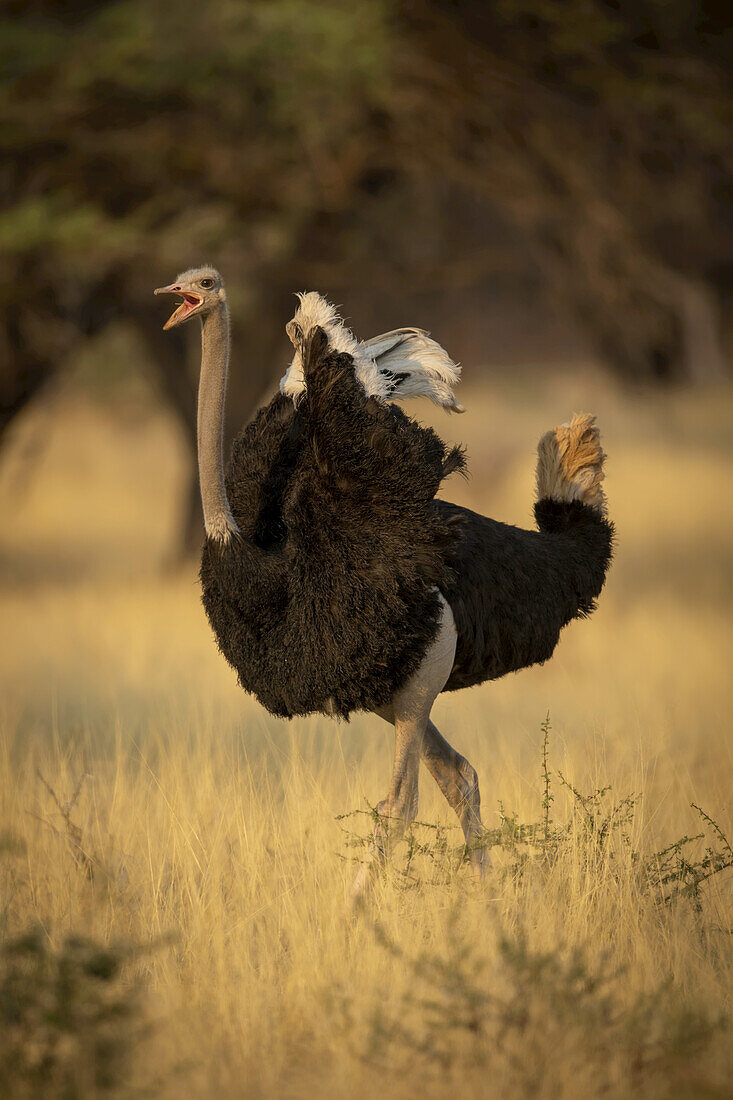 Porträt eines männlichen Straußes (Struthio camelus), der krächzend durch das lange Gras an Bäumen vorbei auf der Gabus Game Ranch läuft; Otavi, Otjozondjupa, Namibia.