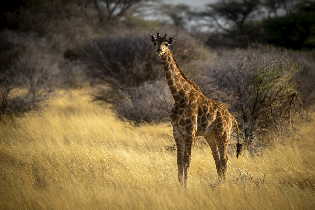 Porträt einer südlichen Giraffe (Giraffa camelopardalis angolensis), die in die Kamera schaut und im goldenen langen Gras in der Savanne bei Sonnenaufgang auf der Gabus Game Ranch steht; Otavi, Otjozondjupa, Namibia.