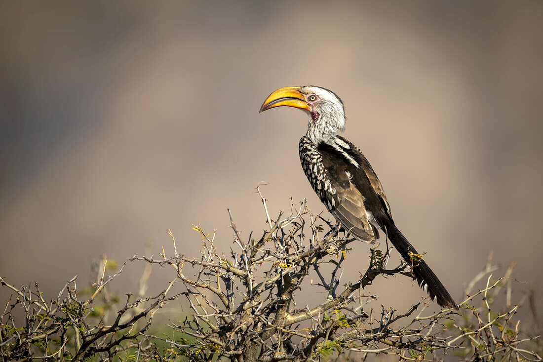 Porträt eines südlichen Gelbschnabel-Hornvogels (Tockus leucomelas), der im Profil auf einem Busch hockt. Er hat ein schwarz-braun gesprenkeltes Gefieder, einen weißen Kopf und einen gelben Schnabel, aufgenommen auf der Gabus Game Ranch; Otavi, Otjozondjupa, Namibia.