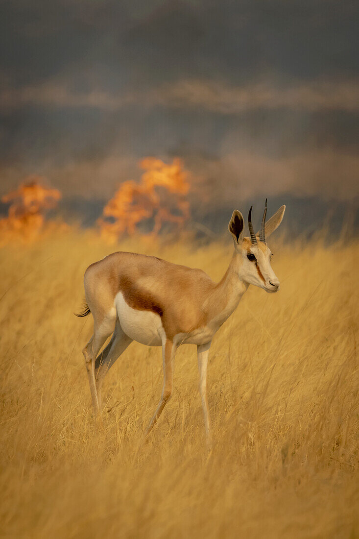 Ein Springbock (Antidorcas marsupialis) geht vorsichtig durch das lange Gras in der Savanne vor einem rauchigen Feuer im Hintergrund im Etosha-Nationalpark; Otavi, Oshikoto, Namibia.