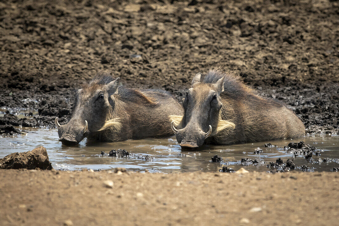 Zwei Warzenschweine (Phacochoerus africanus) liegen in einem schlammigen Wasserloch auf steinigem Boden in der Savanne der Gabus Game Ranch; Otavi, Otjozondjupa, Namibia.