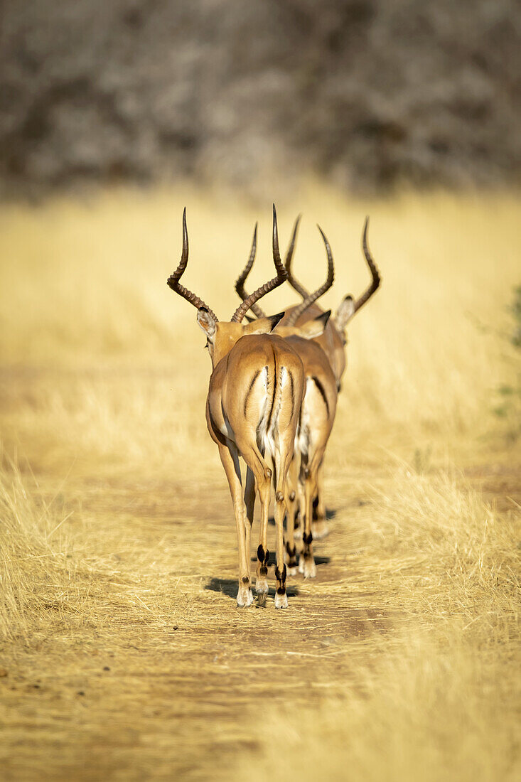 View taken from behind of two male impalas (Aepyceros melampus) walking along a grassy track into the long grass on the savanna in the Gabus Game Ranch; Otavi, Otjozondjupa, Namibia