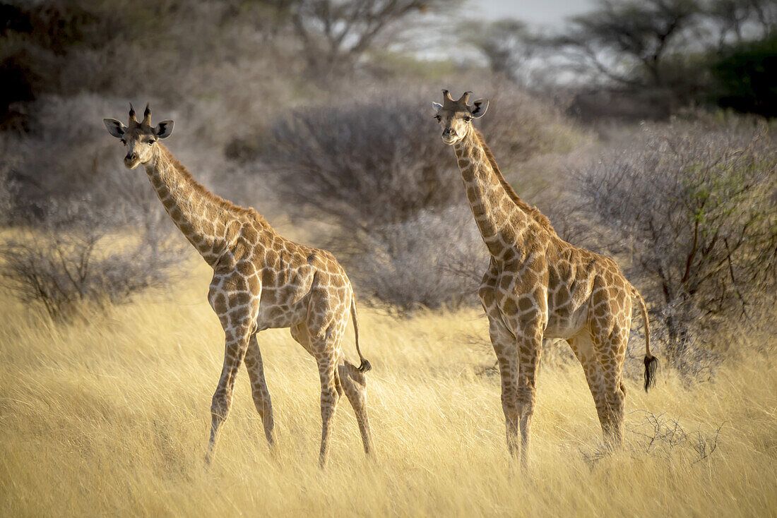 Portrait of two southern giraffes (Giraffa camelopardalis angolensis) looking at the camera and standing in the golden long grass on the savanna at sunrise on the Gabus Game Ranch; Otavi, Otjozondjupa, Namibia